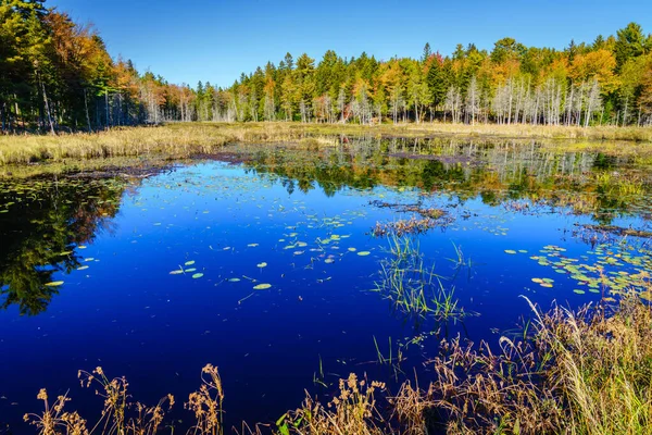 Vue Panoramique Petit Étang Marais Dans Parc National Acadia Automne — Photo