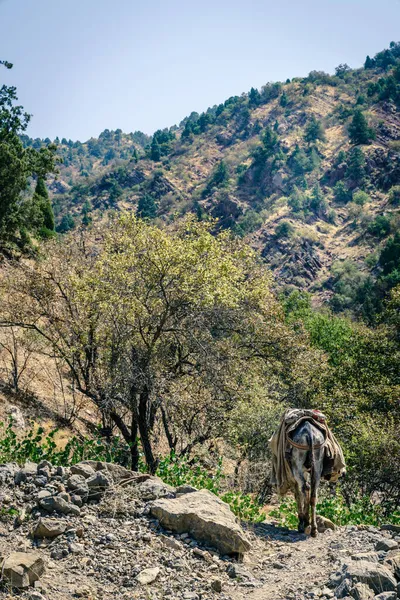 Tacikistan Hissar Vadisi Nde Yük Katırı Engebeli Bir Patikada Yürüyor — Stok fotoğraf