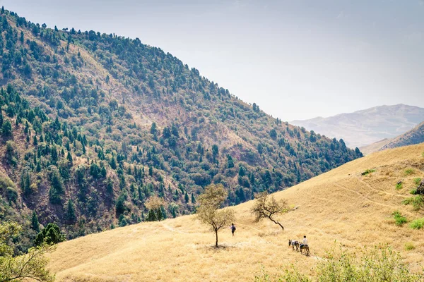 塔吉克斯坦Shirkent国家公园Hissar山谷的一条小径 — 图库照片