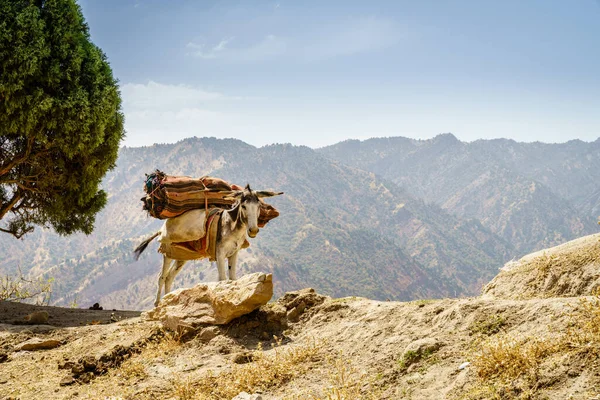 タジキスタンのシルケント国立公園の山の尾根にラバをパックします — ストック写真