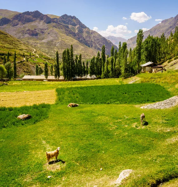 타지키스탄 의작은 — 스톡 사진