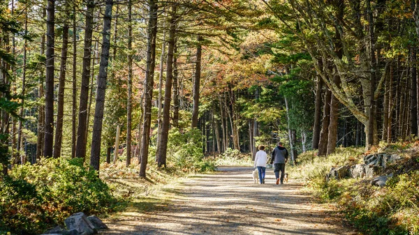 Acadia National Park Maine October 2020 Couple Dogs Walking Carriage — Stock Photo, Image