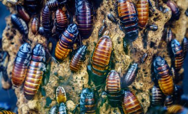 Madagaskar tıslayan hamamböceği kolonisinin (Gromphadorhina portentosa)