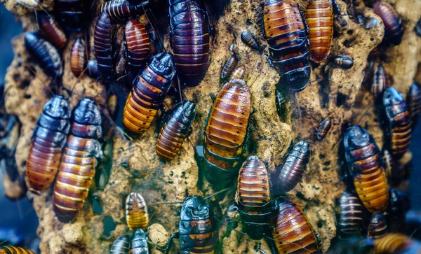 马达加斯加的一个集群鸣叫的蟑螂的特写图像 Grothe Dorhina Portentosa — 图库照片