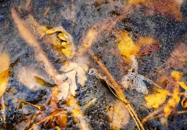 Detailní Záběr Led Potoce Kaňonu Kobylka Novém Mexiku — Stock fotografie