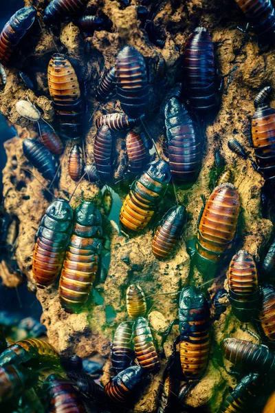 Close Image Colony Madagascar Hissing Cockroach Gromphadorhina Portentosa — стокове фото