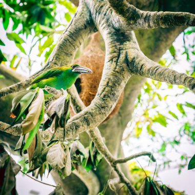 Groove gagalı bir Toucanet 'in doğal ortamdaki portresi.