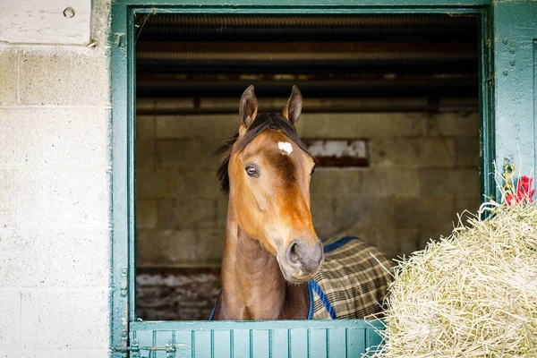 Cheval Course Pur Sang Dans Une Écurie Lexington Kentucky — Photo