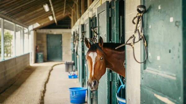 Cheval Course Pur Sang Dans Une Écurie Lexington Kentucky — Photo