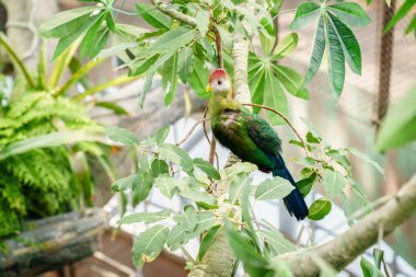 Bir kuş barınağında kırmızı ibikli turako portresi
