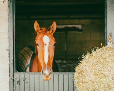 Lexington, Kentucky 'deki bir ahırda safkan yarış atı.