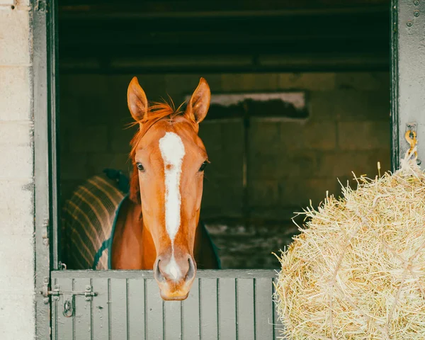 Lexington, Kentucky 'deki bir ahırda safkan yarış atı.