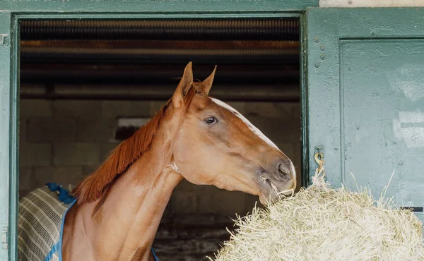 Volbloed Renpaard Een Stal Lexington Kentucky — Stockfoto