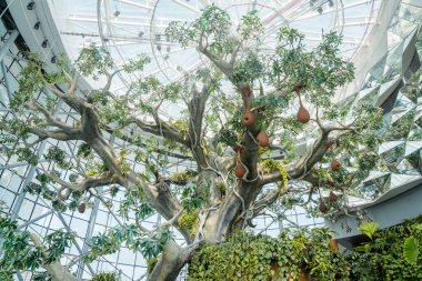 Dubai, UAE, October 8, 2016: The Green Planet Dubai - indoor rainforest environment with tropical birds, animals and plants