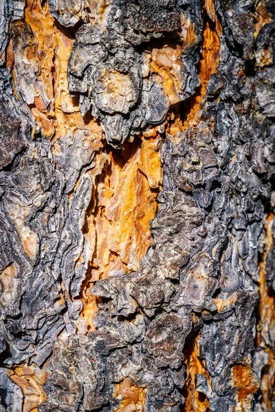 Close Image Pine Bark Beautiful Texture — Stock Photo, Image