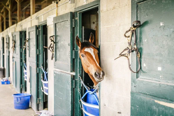 Cheval Course Pur Sang Dans Une Écurie Lexington Kentucky — Photo