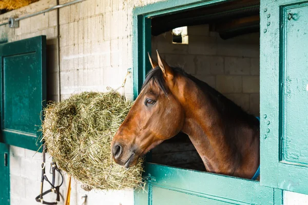 Cheval Course Pur Sang Dans Une Écurie Lexington Kentucky — Photo