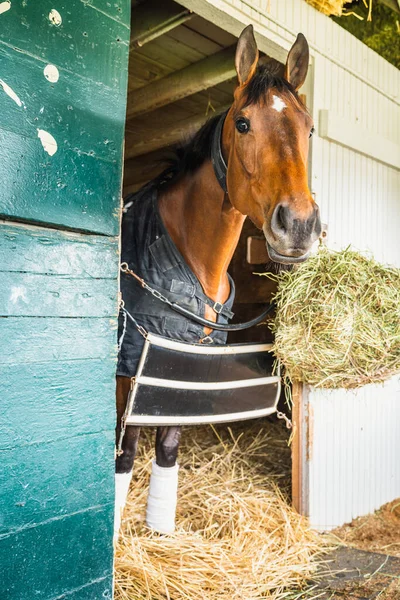 Volbloed Renpaard Een Stal Lexington Kentucky — Stockfoto