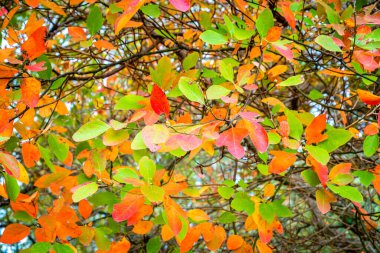 Close-up image of branches with green and red autumn leaves