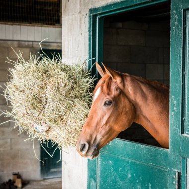 Lexington, Kentucky 'deki bir ahırda safkan yarış atı.