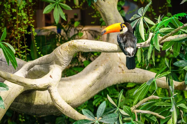 Portrait Toco Toucan Giant Toucan Bird Sanctuary — Fotografia de Stock