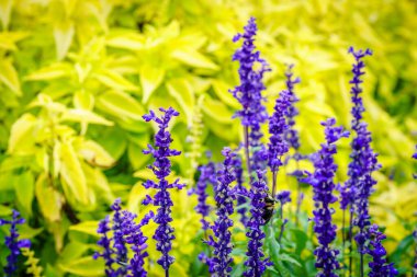 Parlak sarı yaprakların arka planında çiçek açan mavi adaçayının (Salvia nemarosa) yakın plan resmi