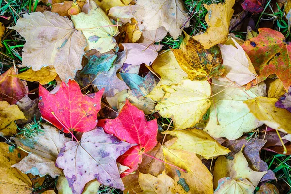 Image Gros Plan Des Feuilles Tombées Sol — Photo