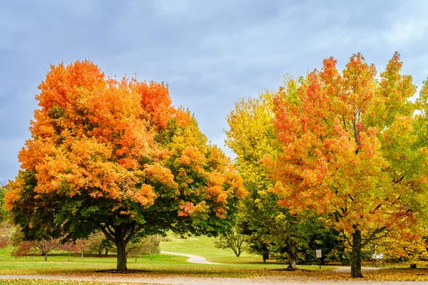 Vue Panoramique Des Arbres Couleur Automne Arboretum Lexington Kentucky — Photo