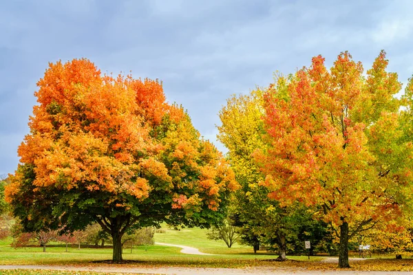 Vista Panoramica Degli Alberi Pieno Colore Autunnale Arboretum Lexington Kentucky — Foto Stock