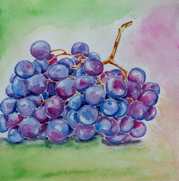 Grape watercolor — Stock Photo, Image