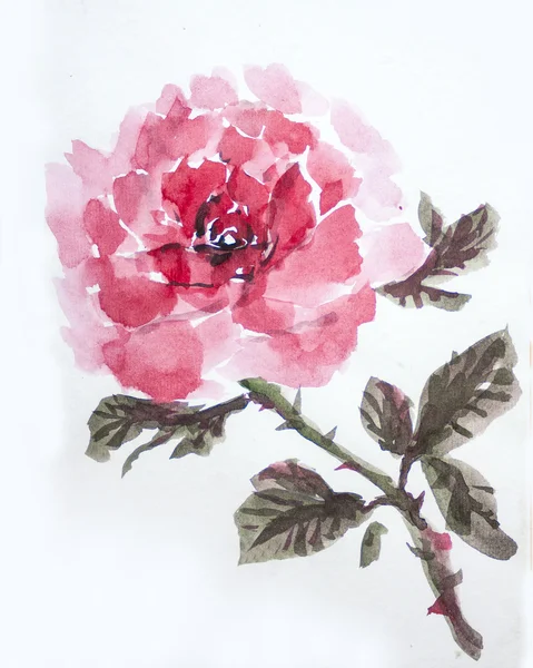 Akwarela asain róża — Zdjęcie stockowe