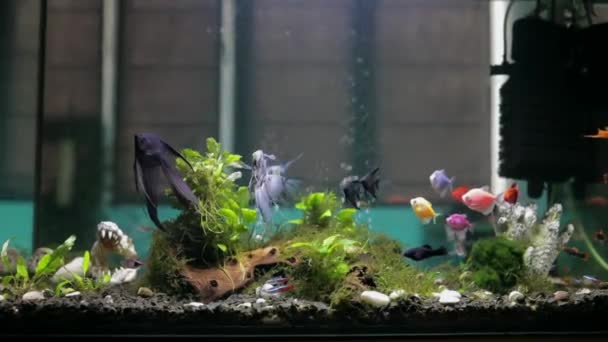 Im Aquarium schwimmen Pterophyllum scalare, Engelfische oder Süßwasser-Engelfische. Fischzucht und Tierleben in Gefangenschaft — Stockvideo