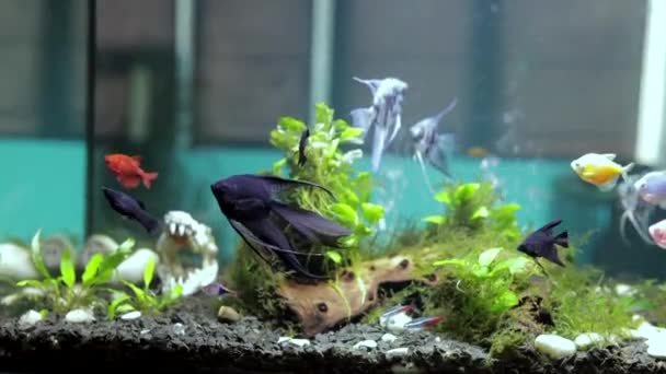 Pterophyllum scalare, engel vissen of zoetwater engel vissen zwemmen in het aquarium. vis- en gezelschapsdieren in gevangenschap — Stockvideo
