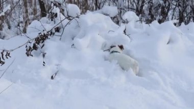 Jack Russell Terrier digs a hole. The dog digs and hunts in the snowy forest. Beautiful dog. Funny pet.