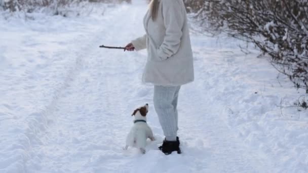 Playing with the sidekick in the winter. Cute girl playing with the dog Jack Russell Terrier in the snowy forest throws him a stick — Wideo stockowe