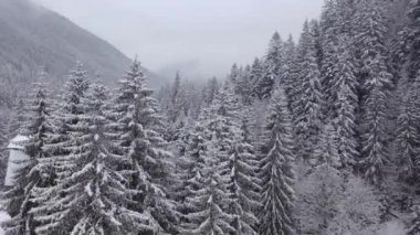 Sisli bir havada ve kar yağarken bir dağdaki çam ormanının havadan görünüşü. Karlı bir çam ormanının üzerindeki siste İHA uçuşu