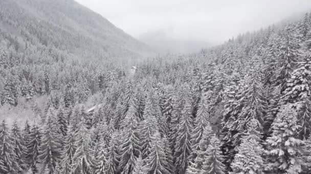 Luchtfoto van een dennenbos op een berg bij mistig weer en sneeuw. Drone vlucht in de mist over een dennenbos met sneeuw — Stockvideo