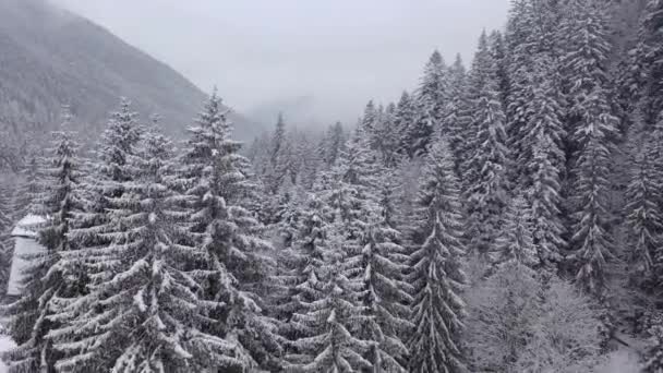 Vista aérea de un bosque de pinos en una montaña con niebla y nevadas. Vuelo de drones en la niebla sobre un bosque de pinos con nieve — Vídeo de stock