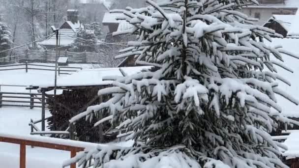 Sneeuwvlokken vallen op een eenzame sparren boom buiten in de achtertuin van een huis. Kerstboom onder de sneeuw — Stockvideo