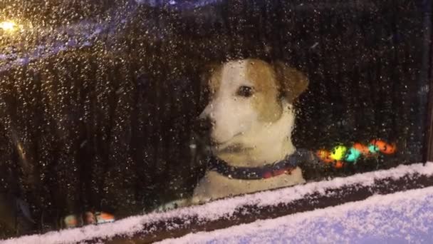 Kutya elhagyatott egy autóban, kutya bezárva egy autóban, eső az ablakon — Stock videók