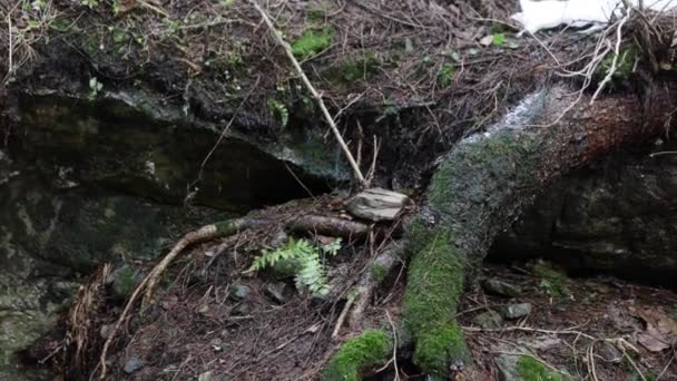Oteplování. Kapky vody teče přes kořen stromu a skály. Časné jaro a tání v lese — Stock video