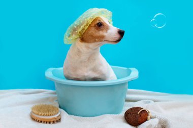 Banyo köpeği Jack Rusl. Sinek sabun köpükleri etrafında mavi bir arka planda yalakta yüzen evcil hayvan.