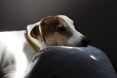Sevimli uykucu Jack Russell Terrier köpek yavrusu güneş ışığında köpek yatağında dinleniyor. Kürkünde komik lekeler olan küçük sevimli bir köpek sedirin üzerinde yatıyor.