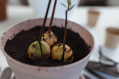 Ev avokado bitkisi saksıda yetişir. Evde meyve yetiştirir.. 