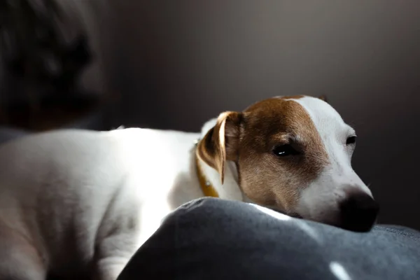 Cute Sleepy Jack Russell Terrier Puppy Resting Dog Bed Rays Stock Picture