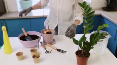 Şirin bir kız evde bahçe eldivenleriyle çiçek naklediyor. Evinizi bitkilerle ve taze çiçeklerle süsleyin.