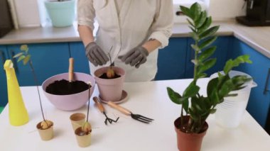 Şirin bir kız evde bahçe eldivenleriyle çiçek naklediyor. Evinizi bitkilerle ve taze çiçeklerle süsleyin.