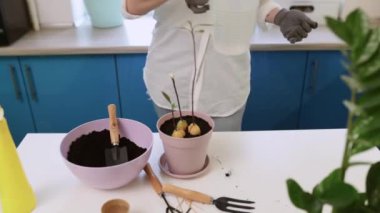 Şirin bir kız evde bahçe eldivenleriyle çiçek naklediyor. Evinizi bitkilerle ve taze çiçeklerle süsleyin.