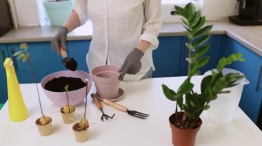 Şirin bir kız evde bahçe eldivenleriyle çiçek naklediyor. Evinizi bitkilerle ve taze çiçeklerle süsleyin.