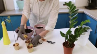 Şirin bir kız evde bahçe eldivenleriyle çiçek naklediyor. Evinizi bitkilerle ve taze çiçeklerle süsleyin.